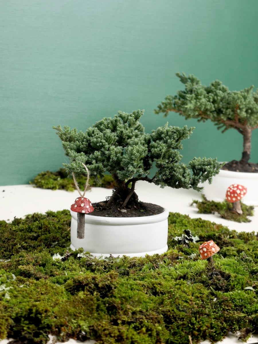 Bonsai Pino Sakura de 3 Años con Charm