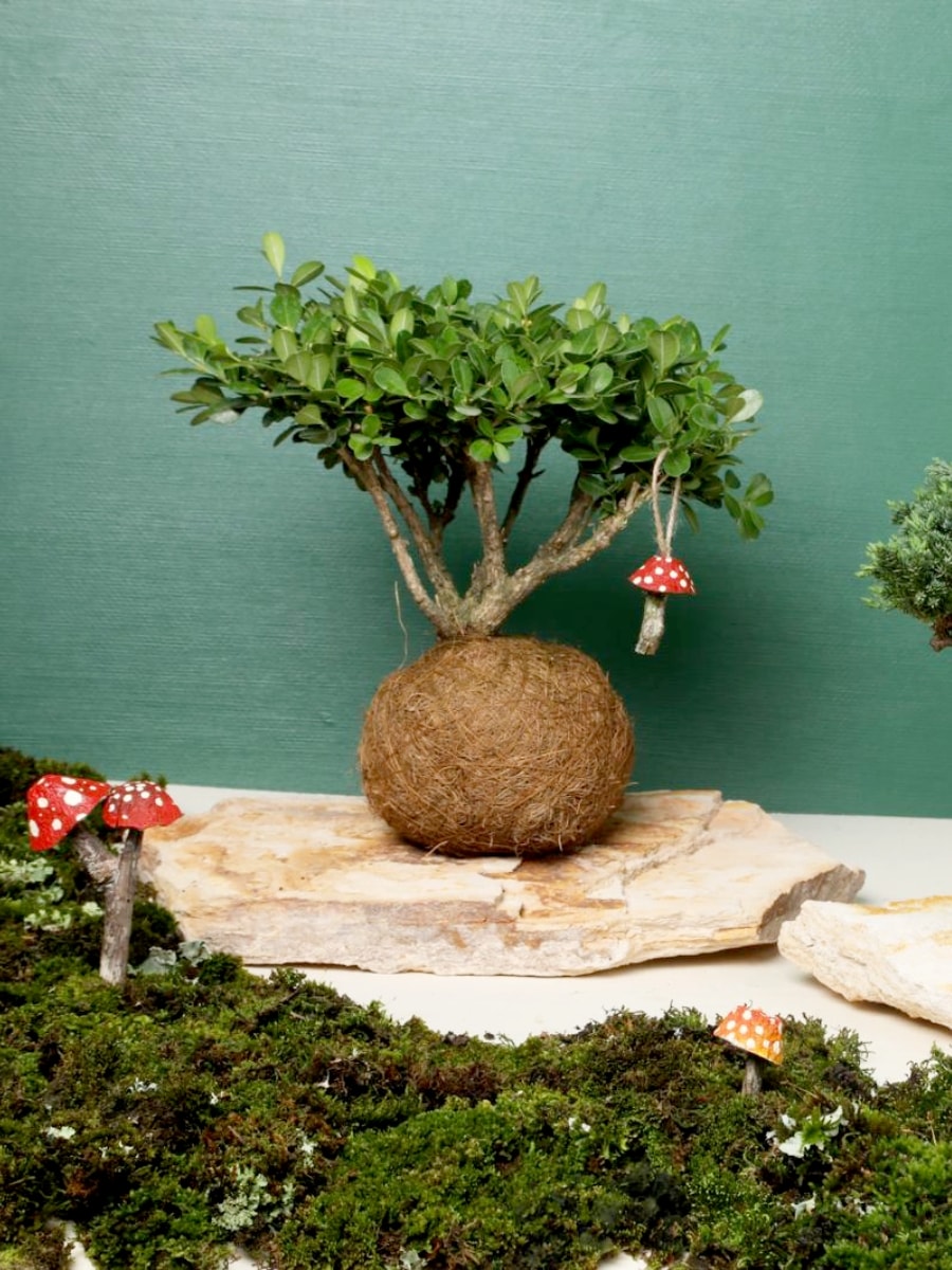 Bonsai Kokedama Buxus en Piedra con Charm Hongo