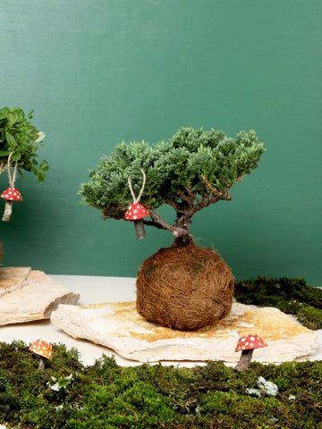 Bonsai Kokedama Pino Nana en Piedra con Charm Hongo