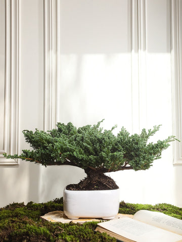 • Bonsai Pino Ikigai 7 años