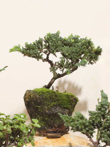 • Bonsai Pino Samurai en Piedra Volcánica