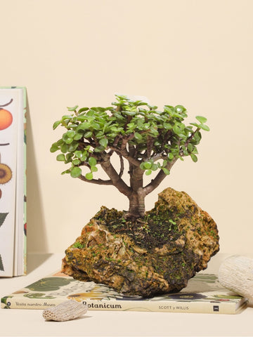 Bonsai Jade Samurai en Piedra Volcánica