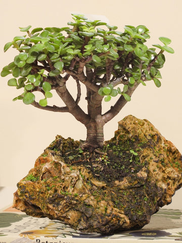 Bonsai Jade Samurai en Piedra Volcánica