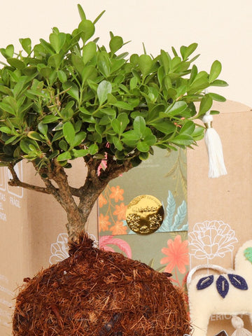 • Bonsai Kokedama Buxus en Piedra Edición Navidad