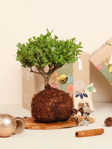 • Bonsai Kokedama Buxus en Piedra Edición Navidad