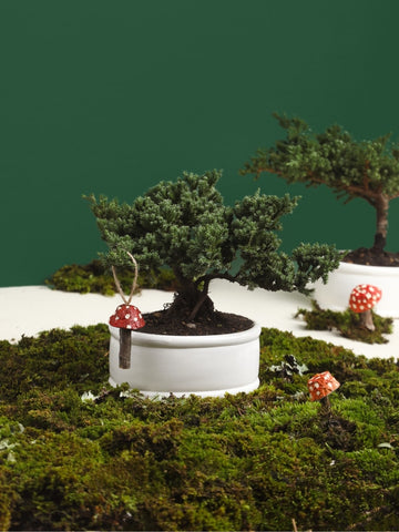 • Bonsai Pino Sakura de 3 Años con Charm