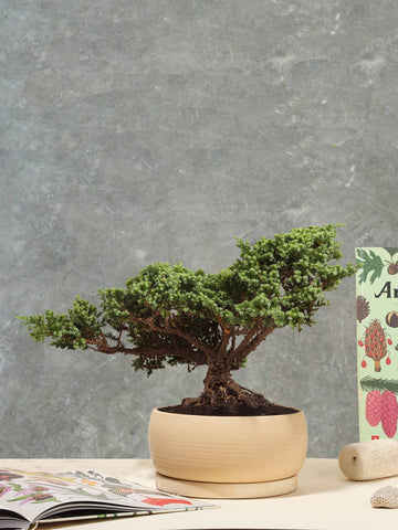 Bonsai Pino 7 años en Matera Kaori