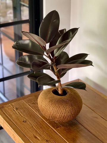 Kokedama de Caucho