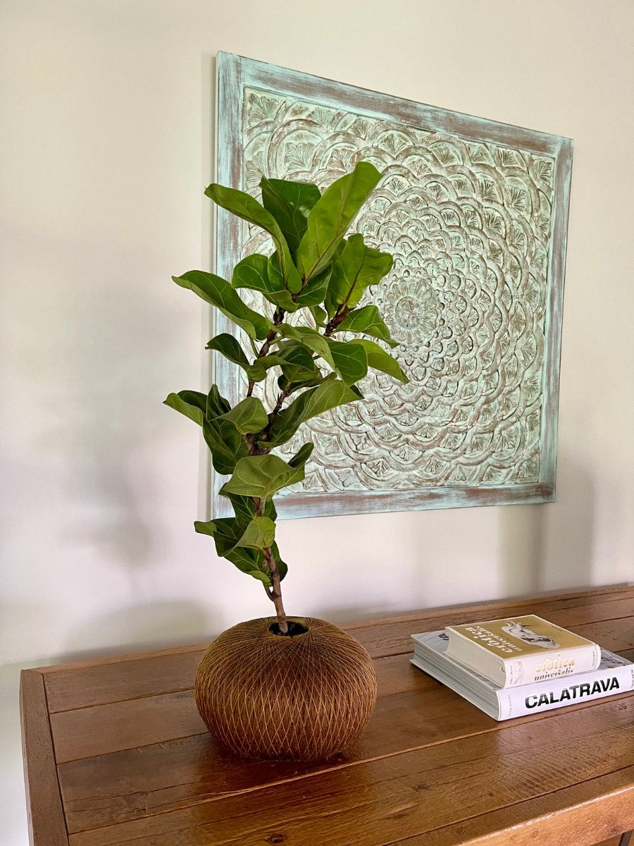 Kokedama de Ficus Pandurata