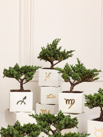 • Matera Astral con Bonsai