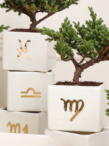 • Matera Astral con Bonsai