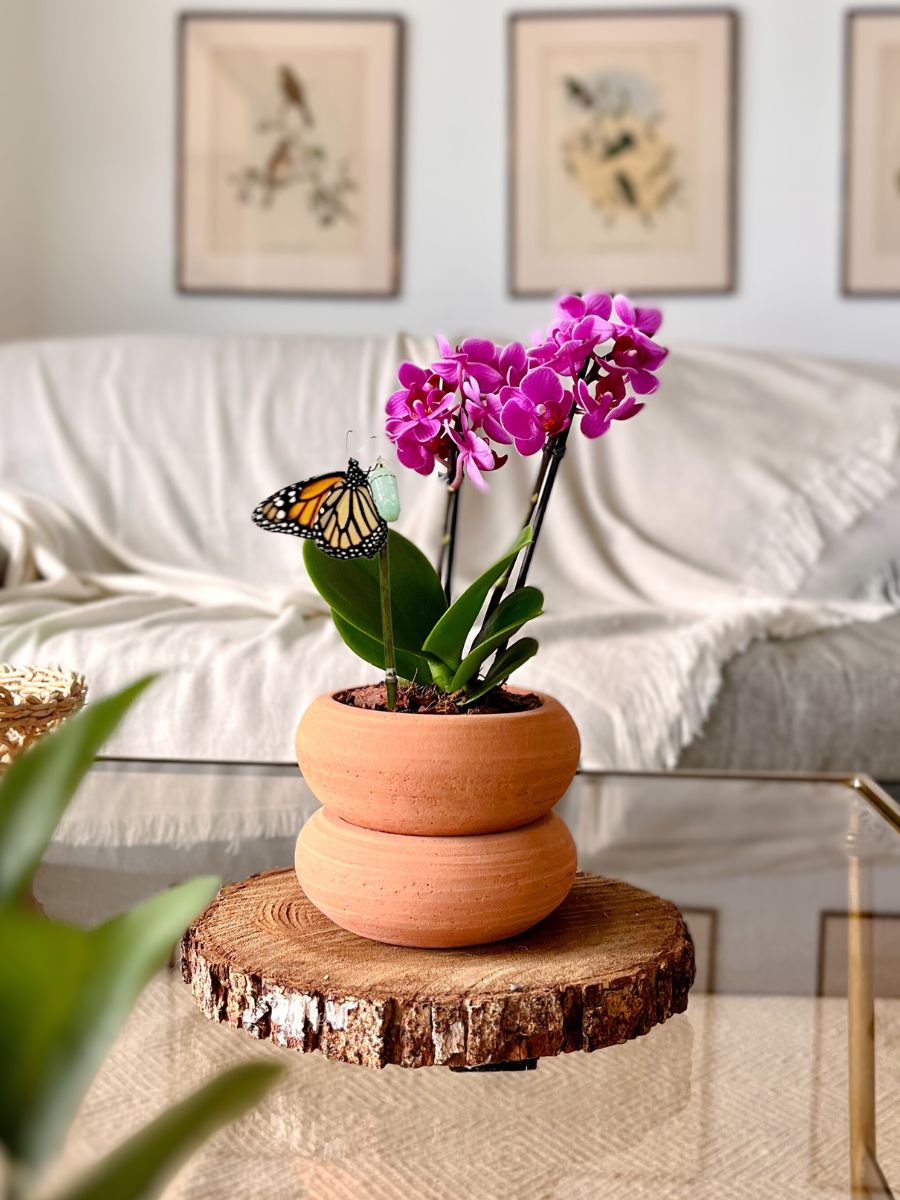 Orquídea Baby Natural + Matera Decorativa Plástica