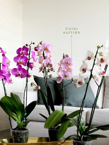 orquidea-phalaenopsis-regalos-para-mujer-regalos-de-cumpleanos-decoracion-con-orquideas-habibi-plantitas_87115bf3-78e8-4c83-9522-09663b345f41.jpg