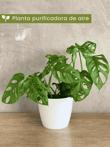 • Planta purificadora de aire