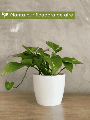 • Planta purificadora de aire