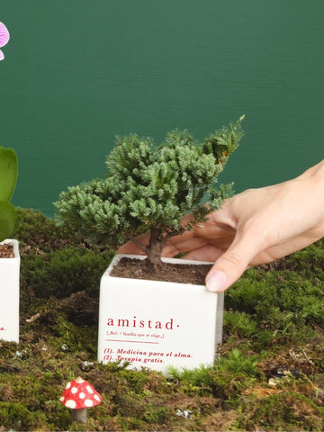 Matera Amistad con Planta Edición Navidad