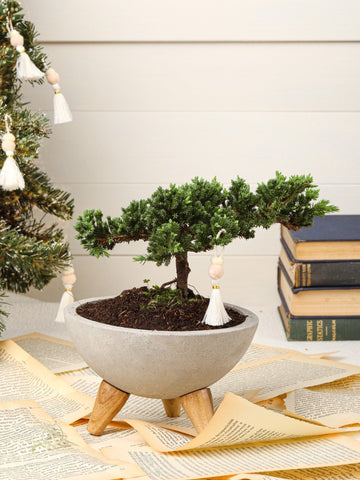 • Bonsai Pino de 3 Años En Bowl Edición Navidad