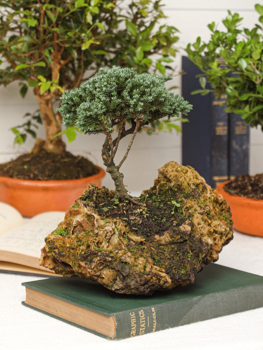 bonsai-de-pino-en-piedra-planta-de-la-suerte-regalos-planta-de-interior-planta-de-la-eternidad-regalo-para-hombres-regalos-de-cumpleanos-habibi-plantitas.jpg