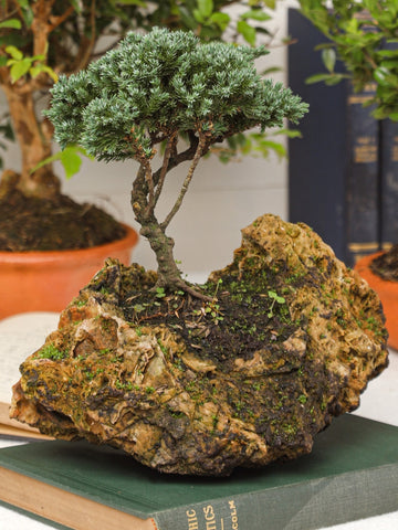 bonsai-de-pino-en-piedra-planta-de-la-suerte-regalos-planta-de-interior-planta-de-la-eternidad-regalos-para-mujer-regalos-de-cumpleanos-habibi-plantitas.jpg