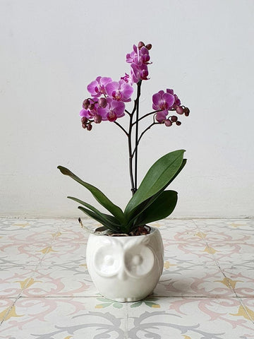 orquidea-regalo-maceta-ceramica-buho-regalos-para-mujer-regalos-de-cumpleanos-habibi-plantitas.jpg