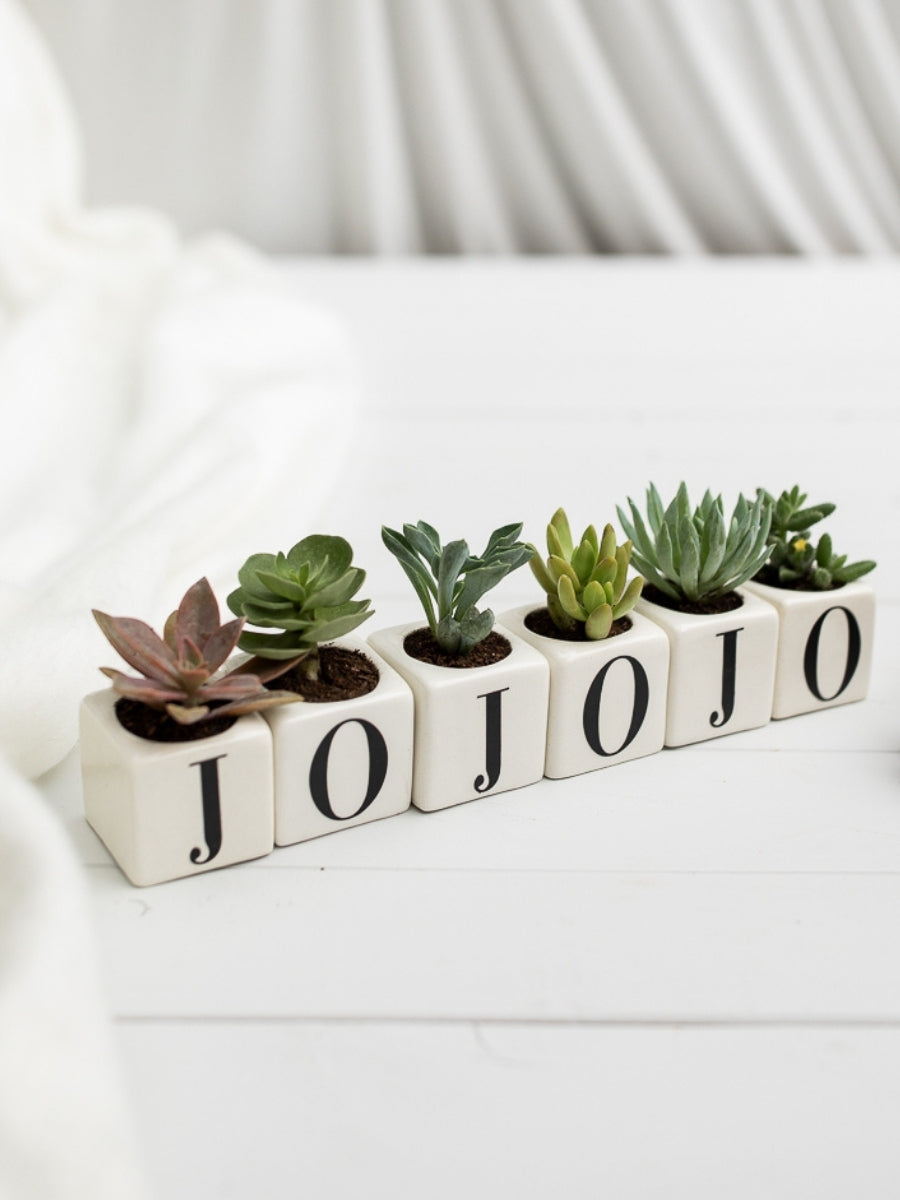 suculentas-de-regalo-navidad-aguinaldos-cuidado-de-suculentas-habibi-plantitas.jpg